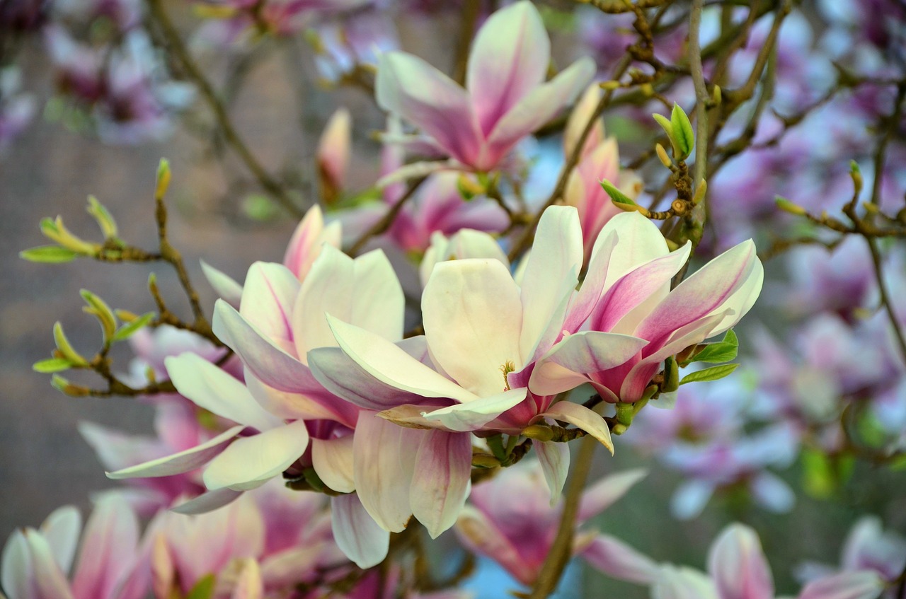 Image - magnolia magnolia tree flowers pink