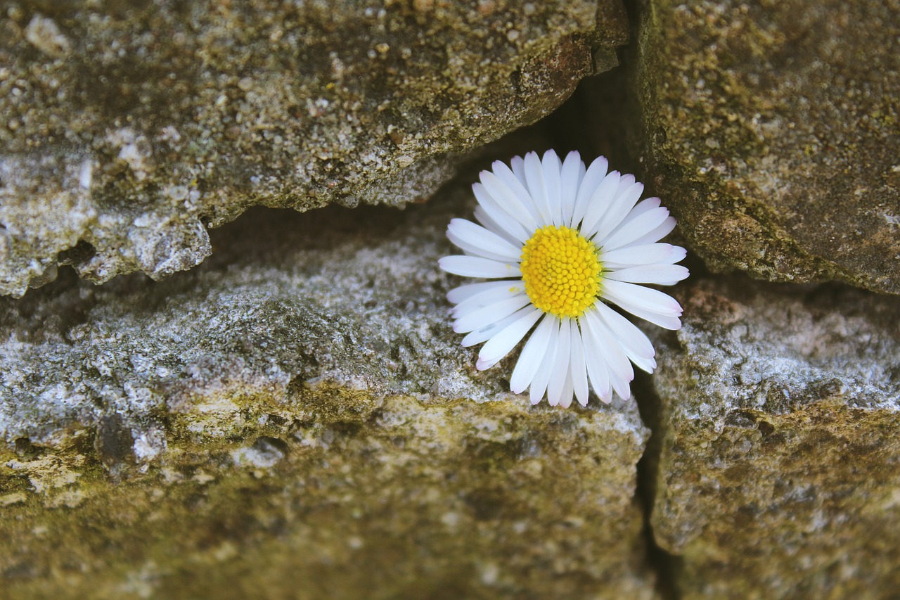Image - daisy stone stone wall wall