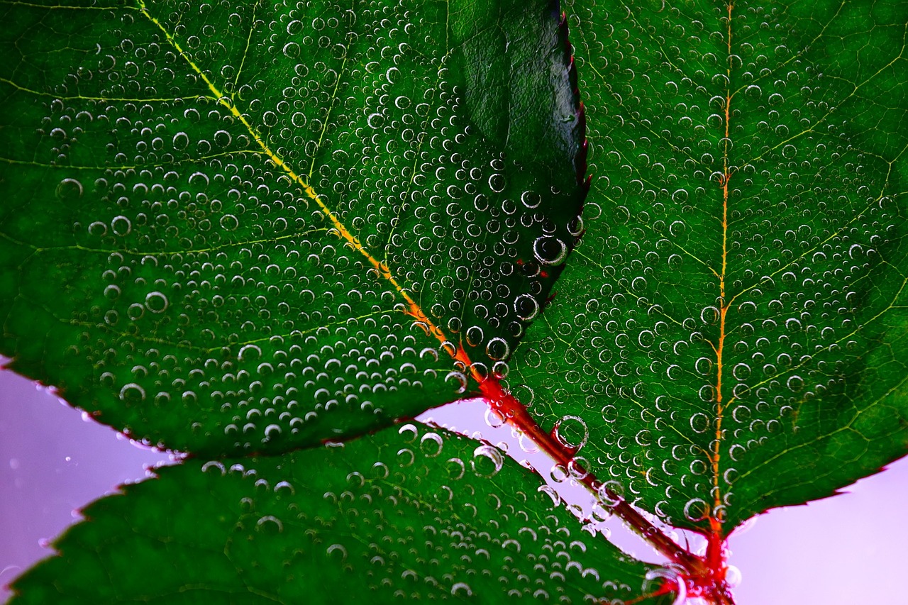Image - leaf drop of water green macro