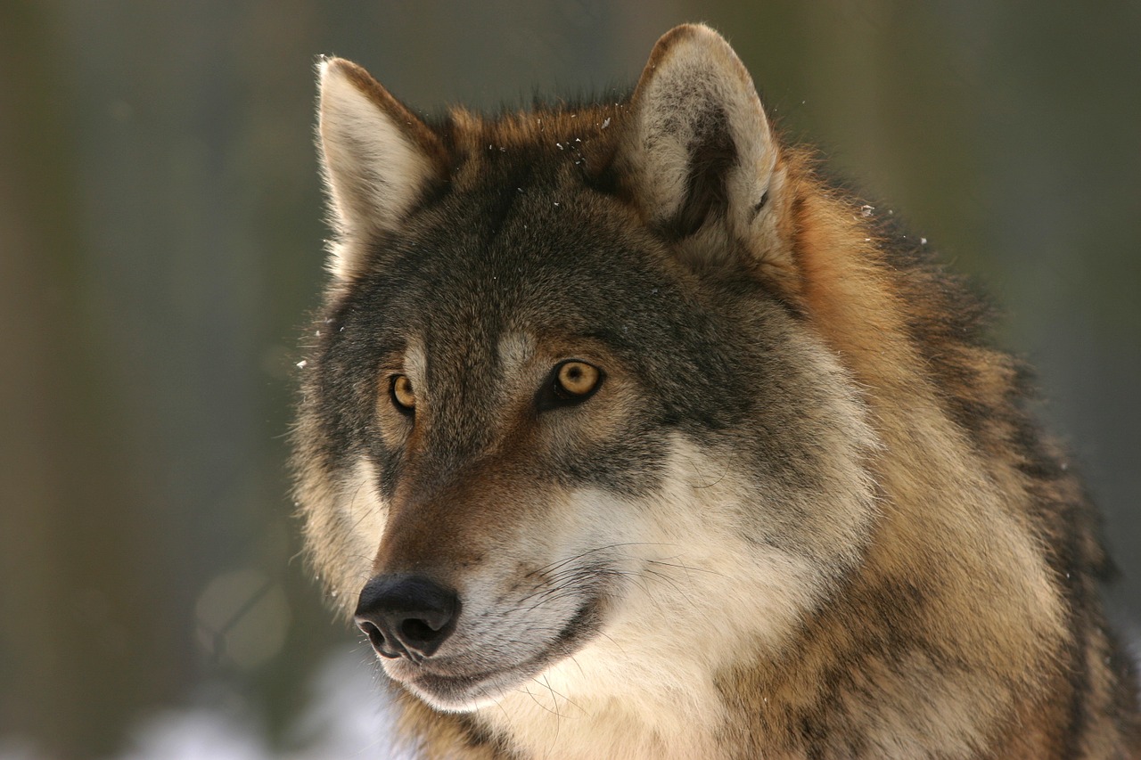 Image - wolf zoo canis lupus canine mammal