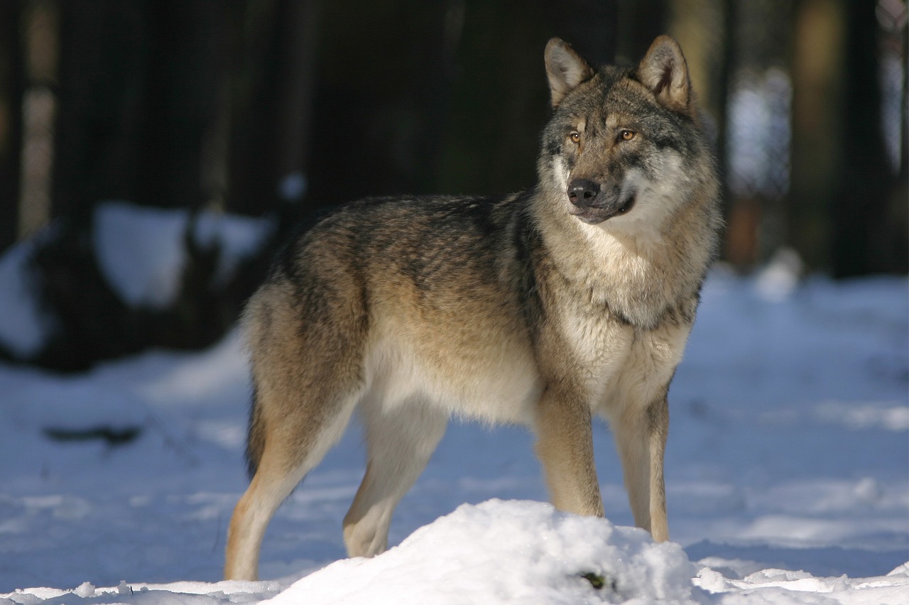 Image - wolf zoo canis lupus canine mammal