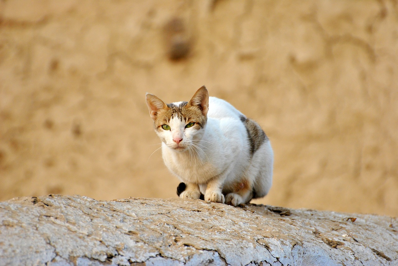 Image - cat brown wall animal nature