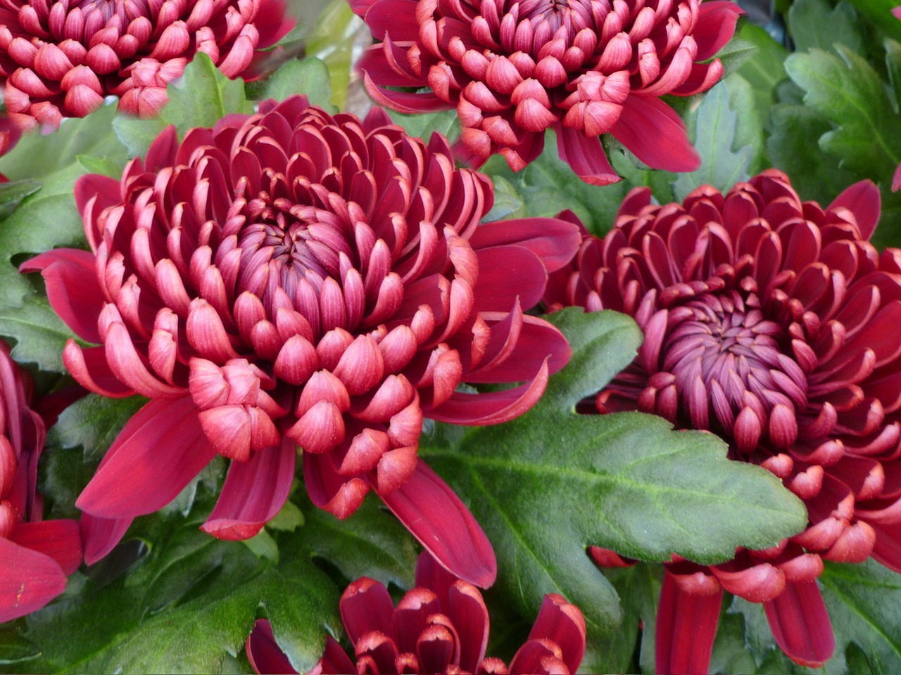 Image - chrysanthemum chrysanthemums