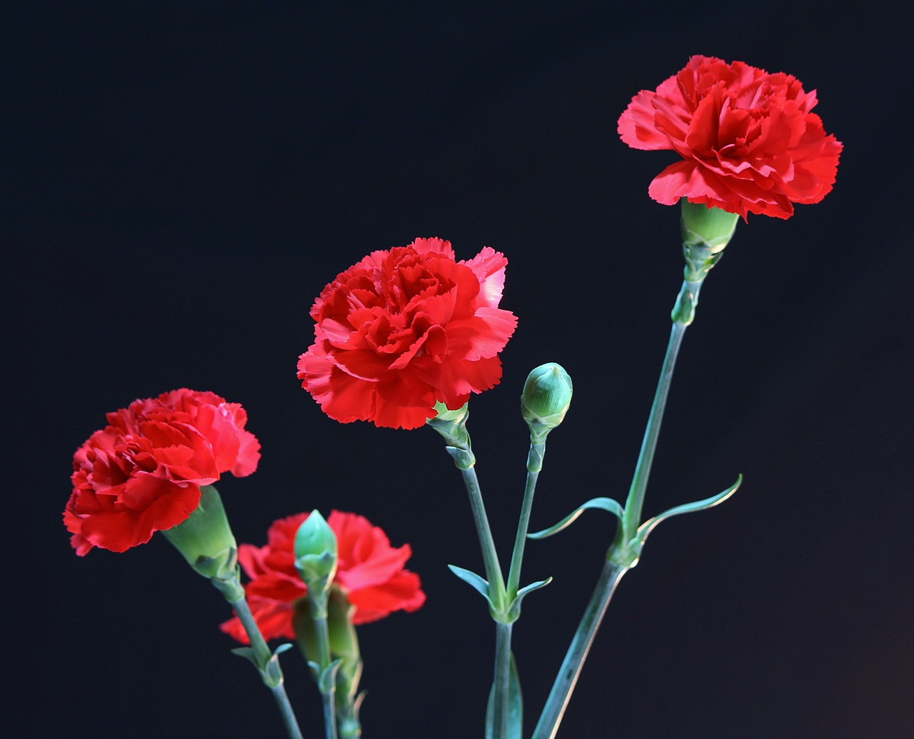 Image - red carnations perennial floral