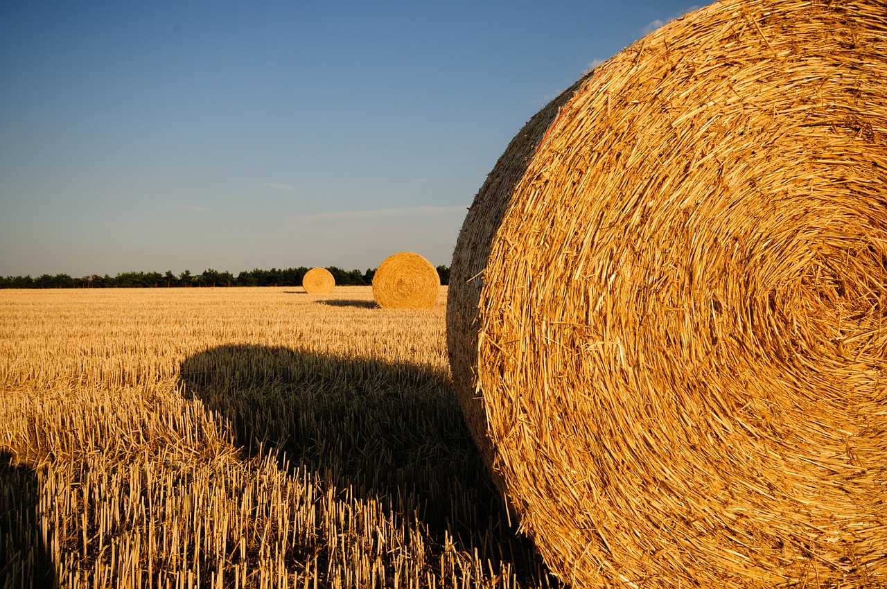 Image - straw bales stubble summer straw