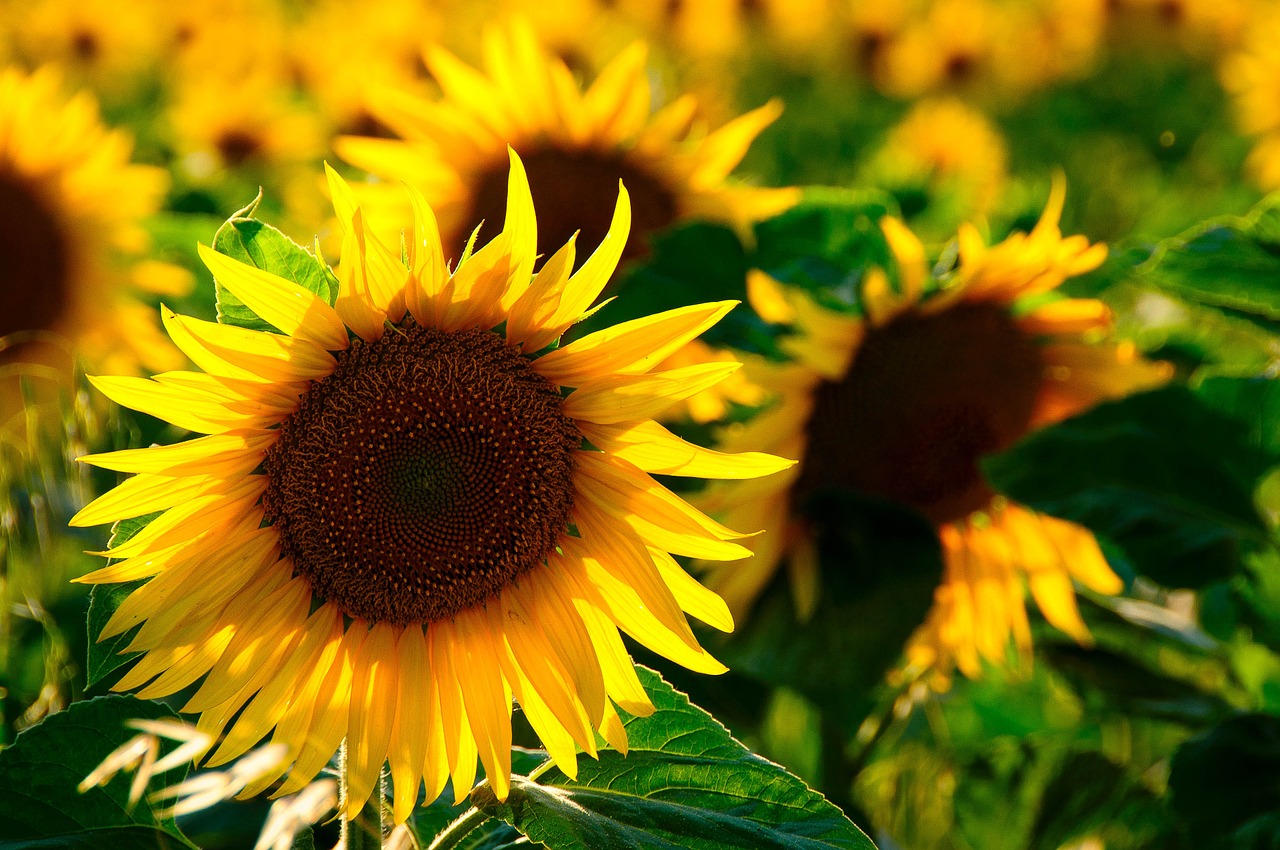 Image - sun flower back light colorful