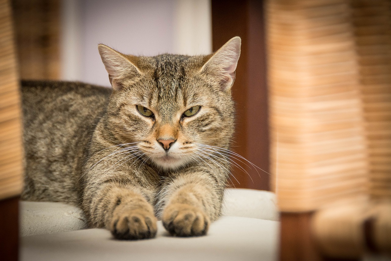 Image - domestic cat cat adidas relaxed