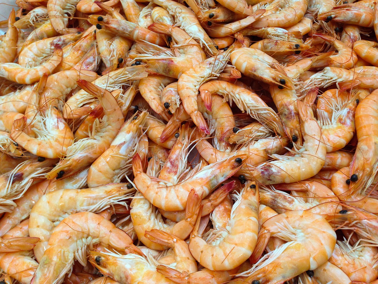 Image - shrimp crustaceans sea seafood