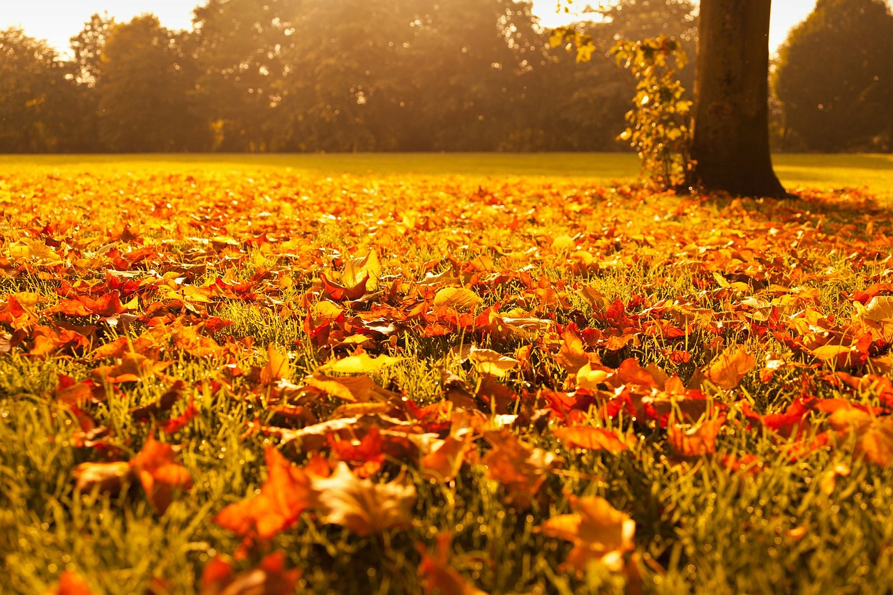 Image - autumn fall foliage golden leaf