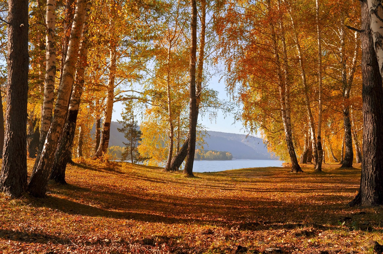 Image - leaves autumn trees forest