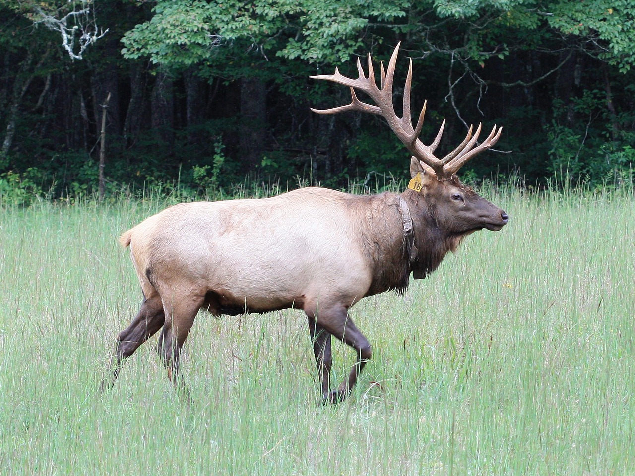 Image - elk bull wildlife nature male