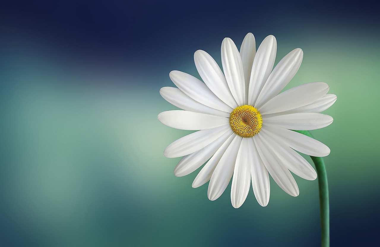 Image - marguerite daisy beautiful beauty