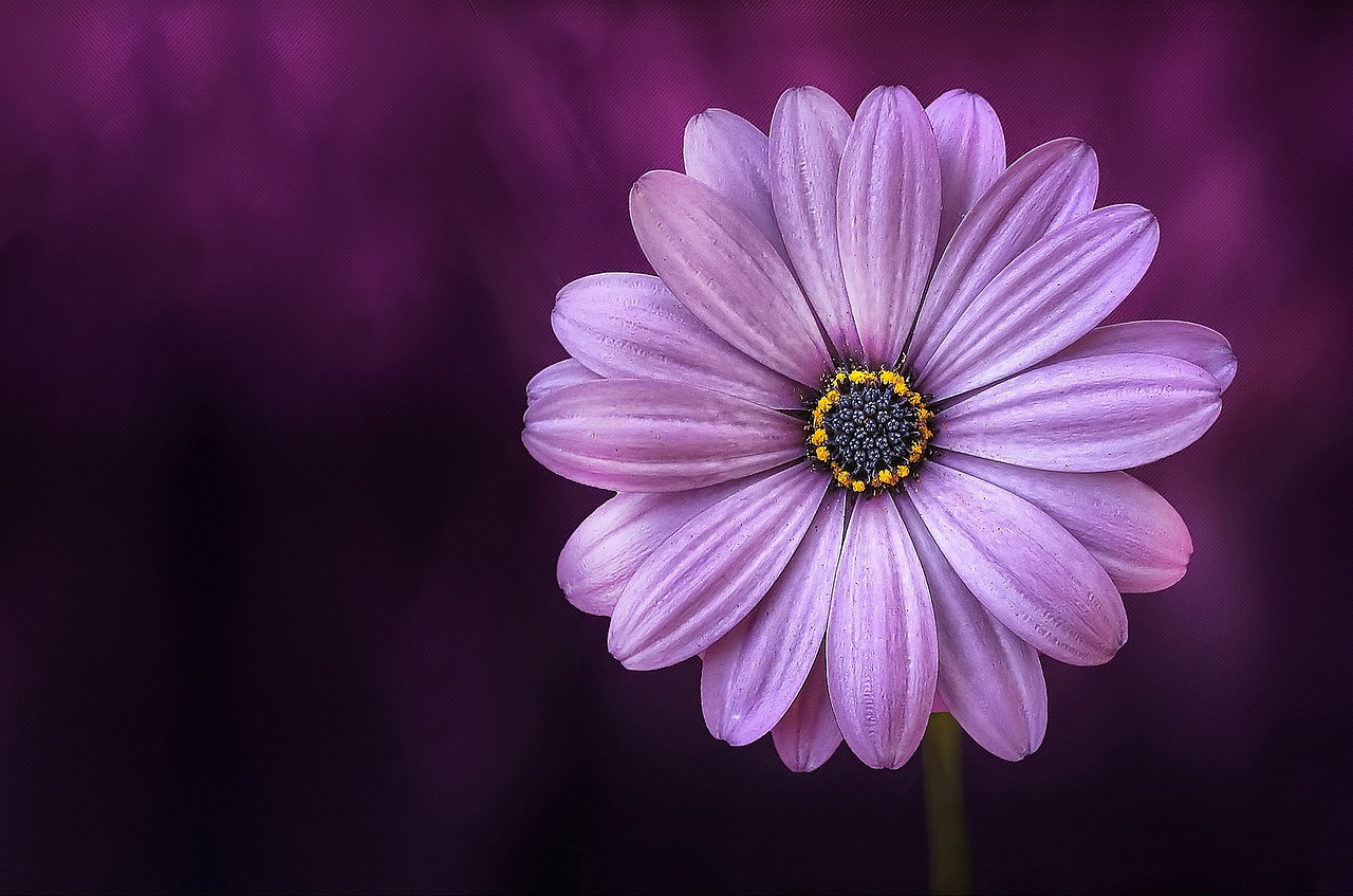 Image - flower purple lical blosso