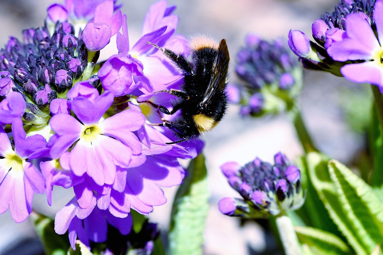 Image - hummel insect flower purple