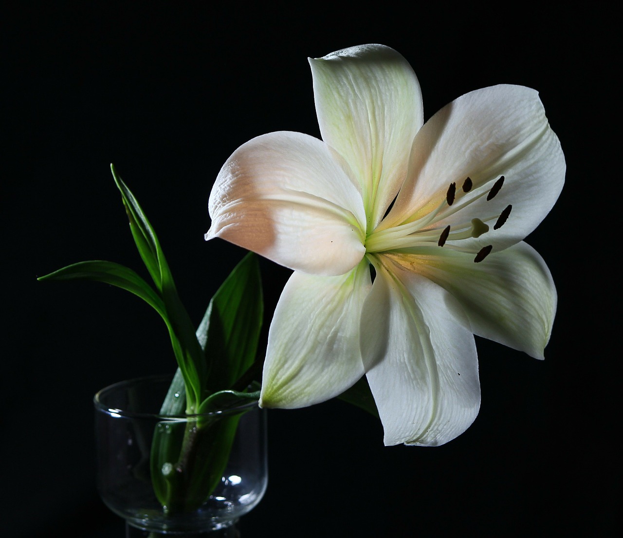 Image - white lily flower flora florist