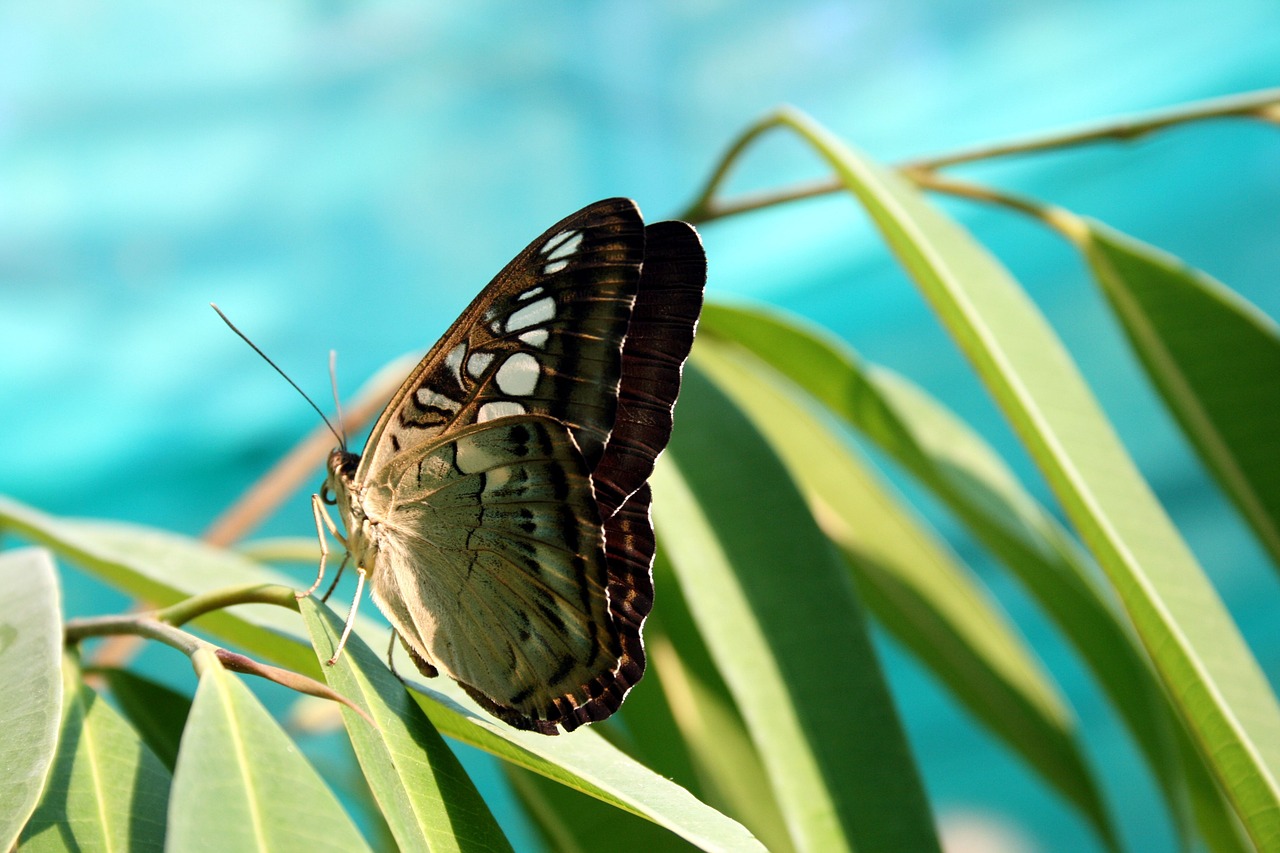 Image - butterfly nature insect closeup