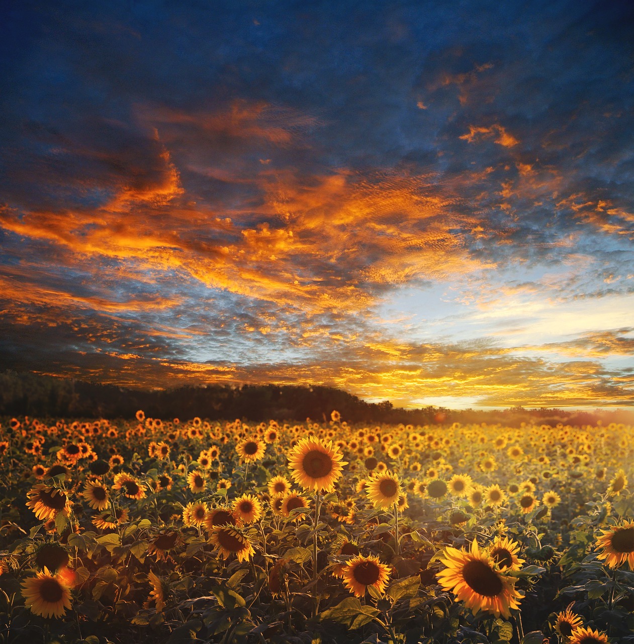 Image - sunflower field landscape scene