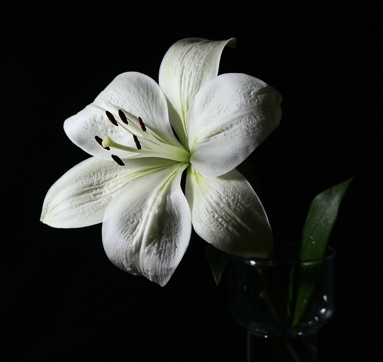 Image - lily white lily floral plant