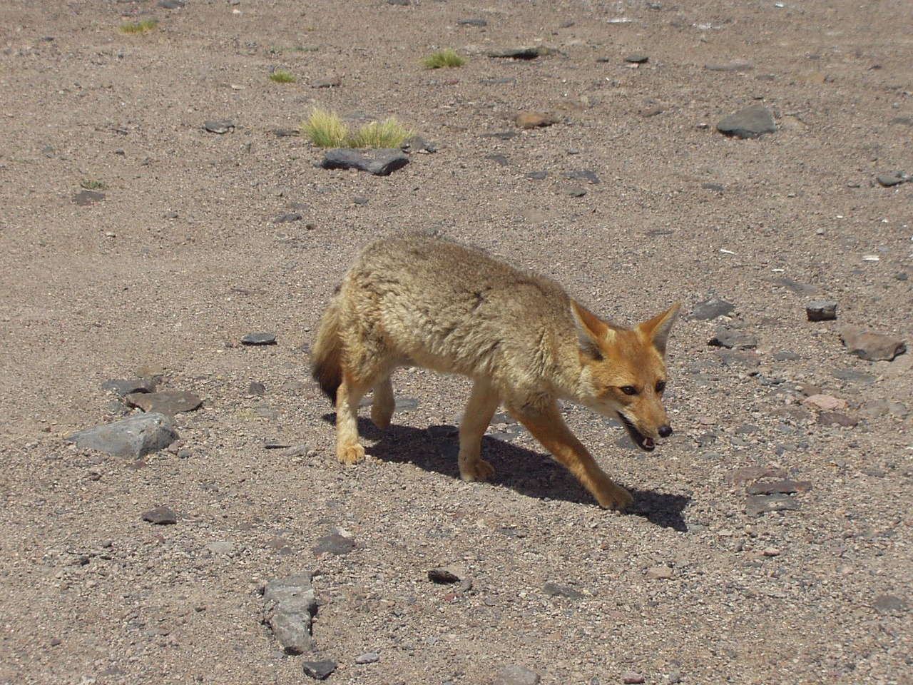 Image - fuchs wild animal desert