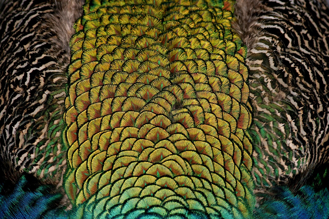 Image - peacock bird feather color