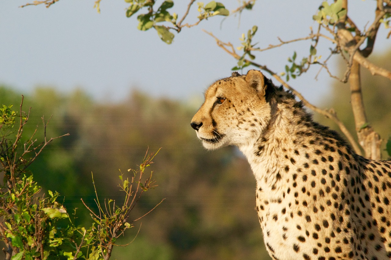 Image - cheetah hunting leopard wildlife