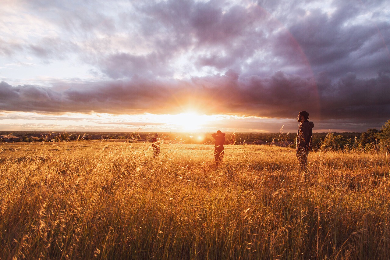 Image - sunset field nature meadow summer
