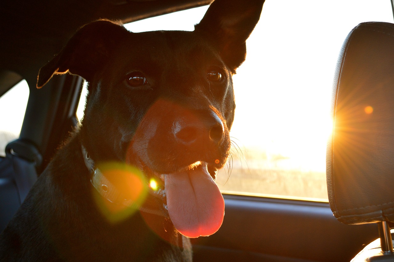 Image - animal dog mammal pet domestic