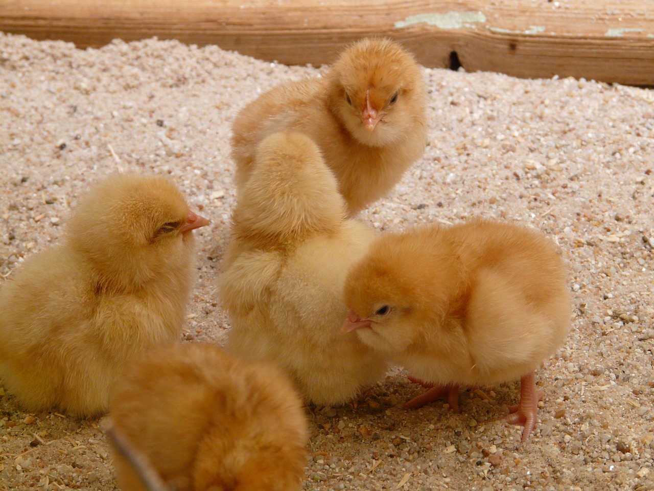 Image - chicks chickens hatched