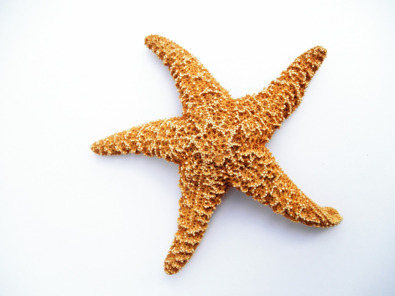 Image - starfish dried decorative marine