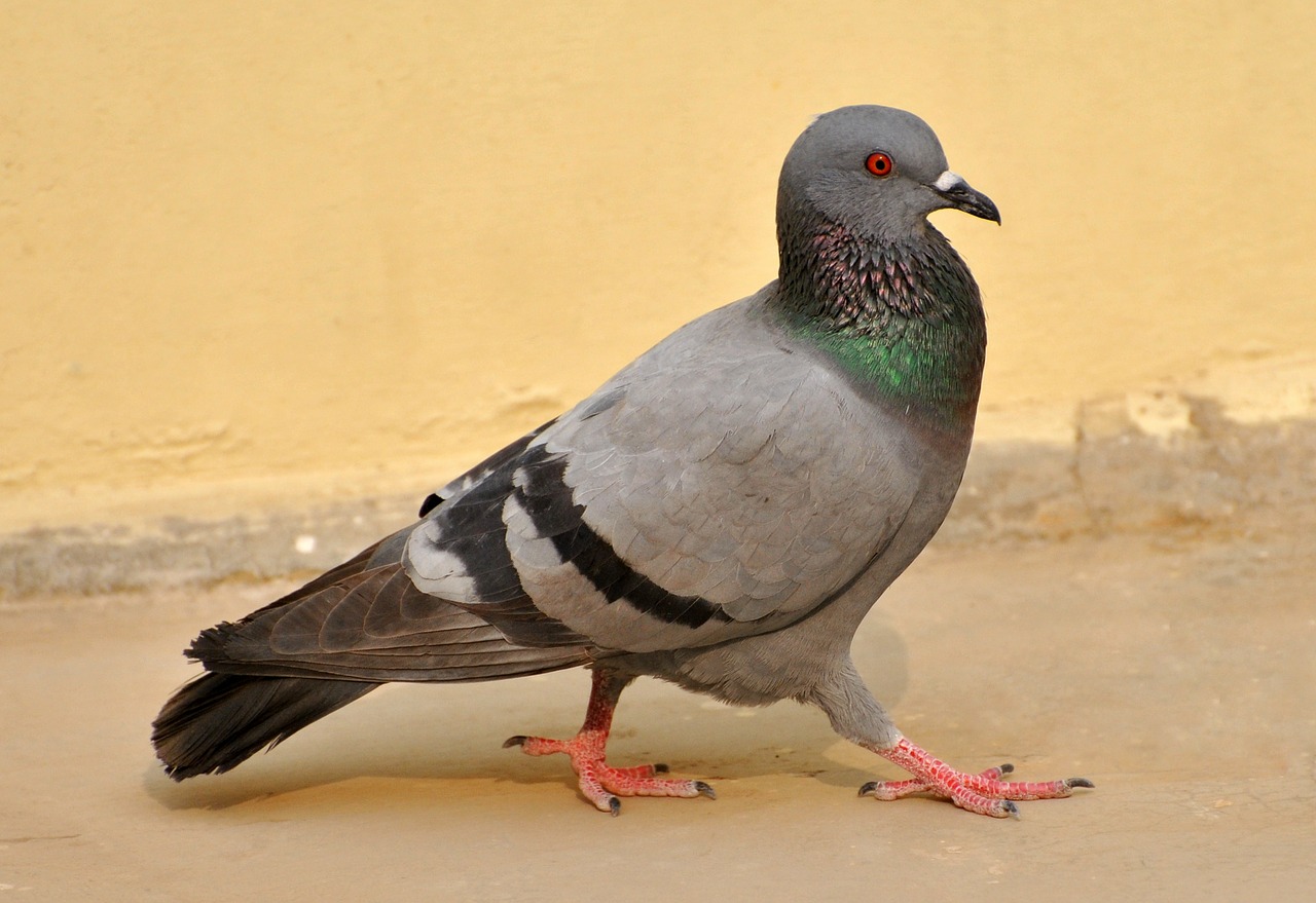 Image - pigeon birds macro nature bird