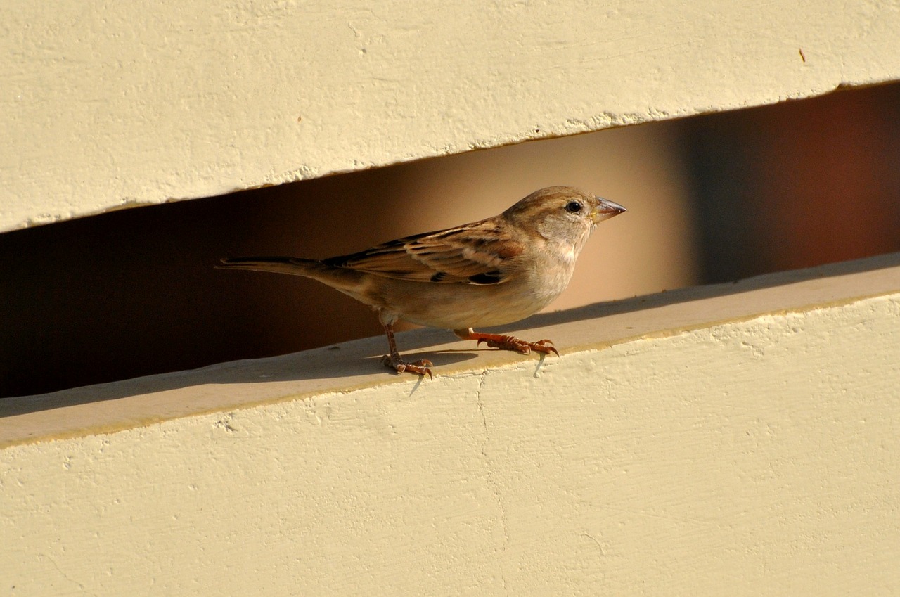 Image - sparrow bird birds nature brown