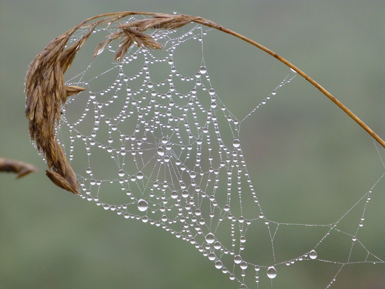 Image - brittany landscape cobweb dewdrop