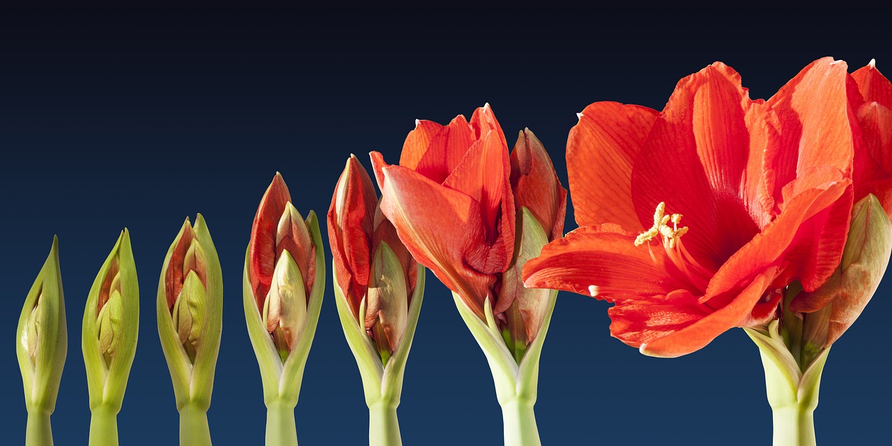 Image - grow blossom time lapse sequence