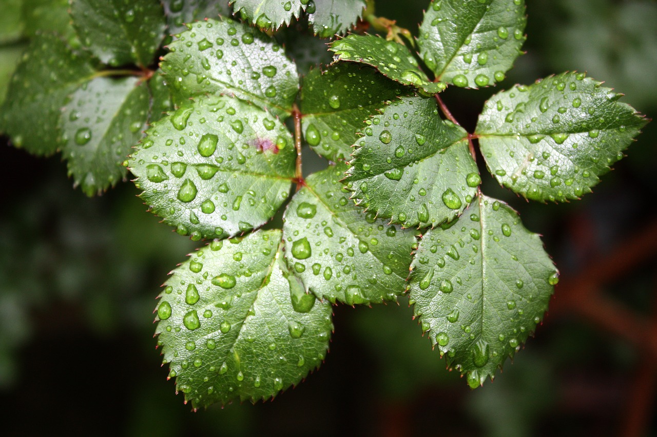 Image - leaf rose leaf drop of water costs