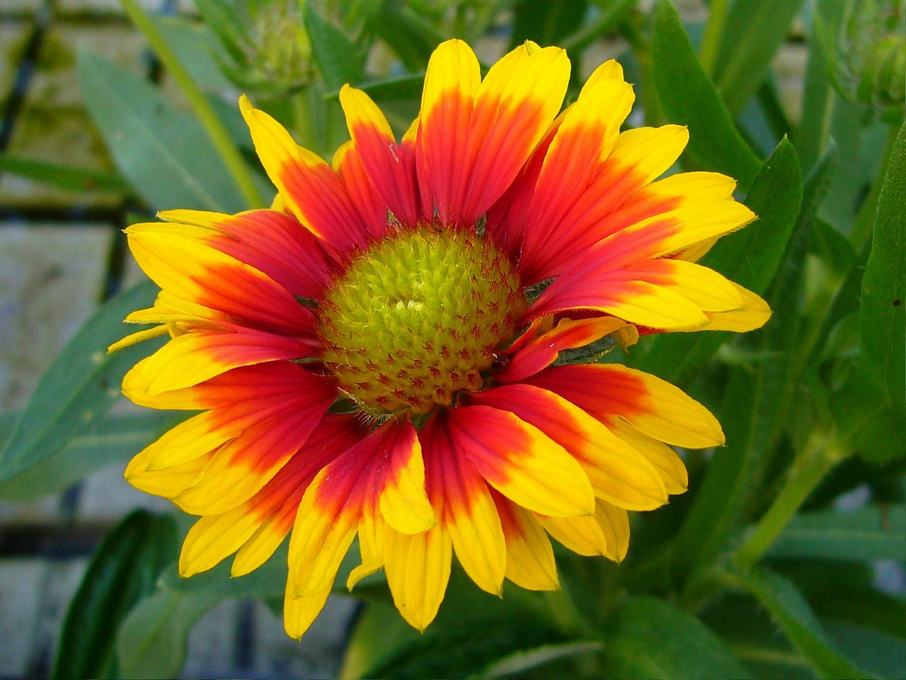 Image - gaillardia blanket flowers perennial