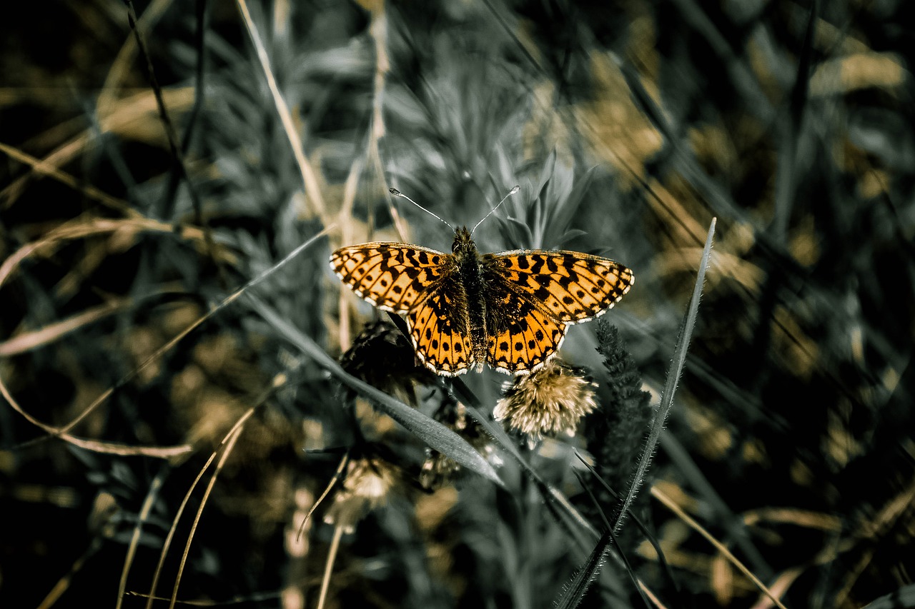 Image - butterfly nature living nature