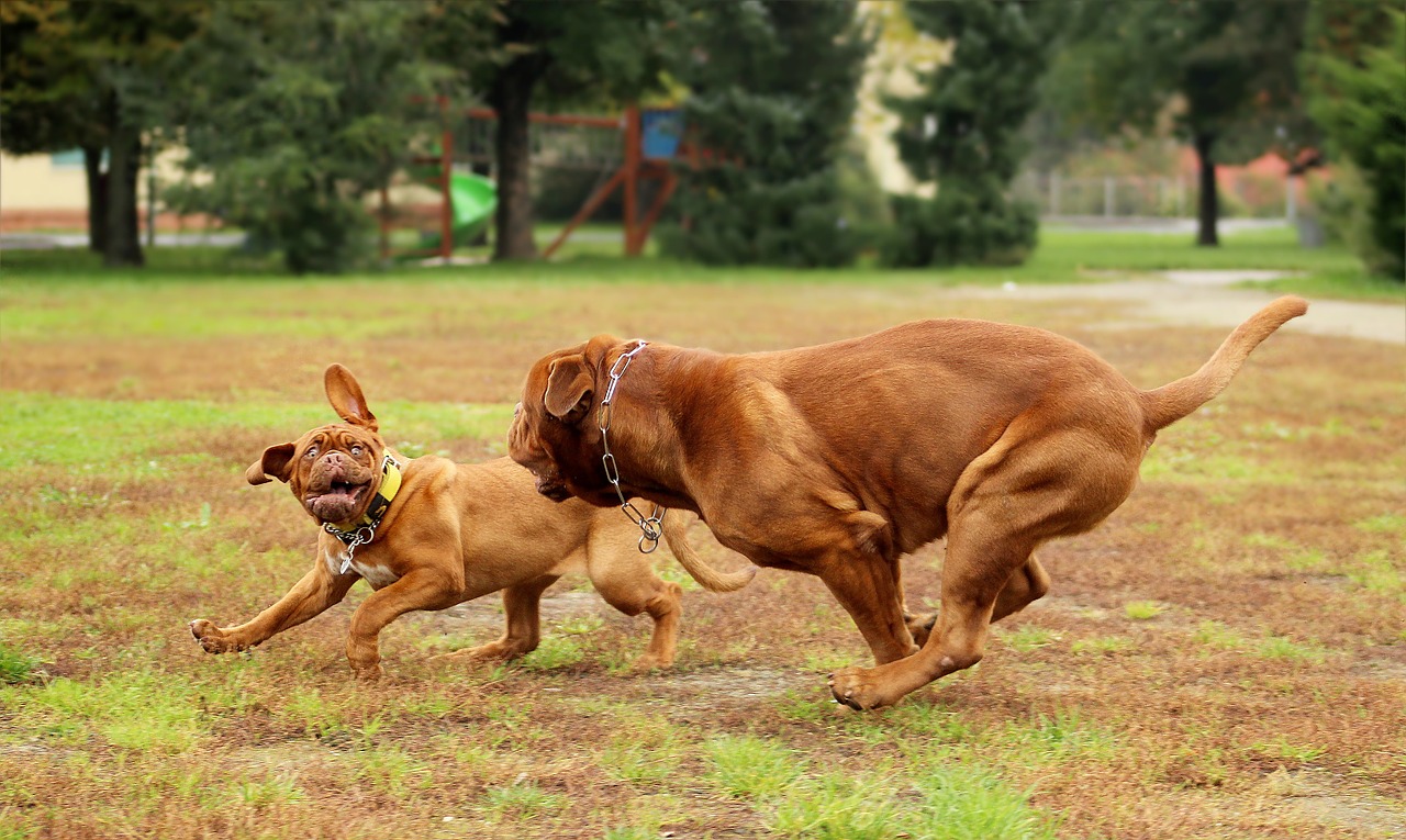 Image - dog dogue de bordeaux dogs bordeaux