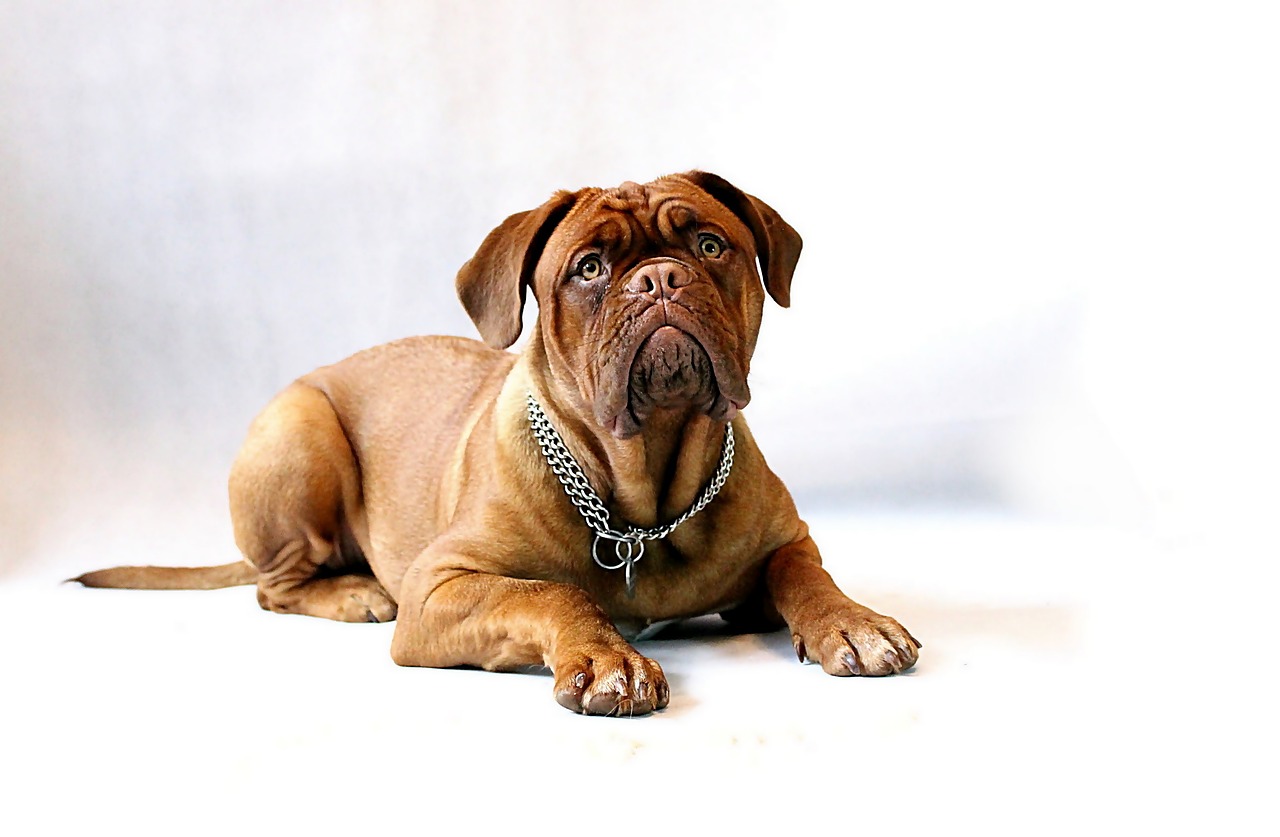 Image - dog dogue de bordeaux mastiff