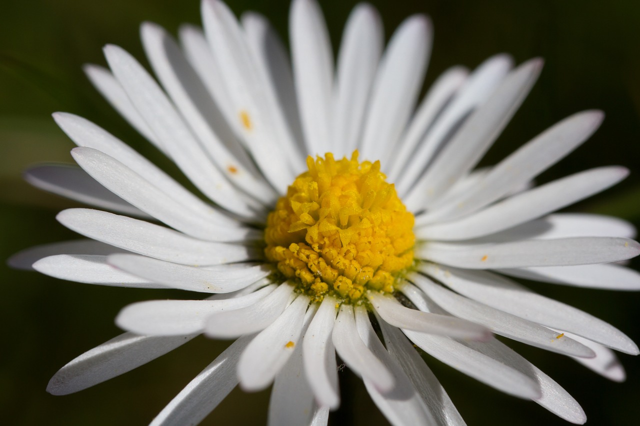 Image - daisy flower garden plant nature