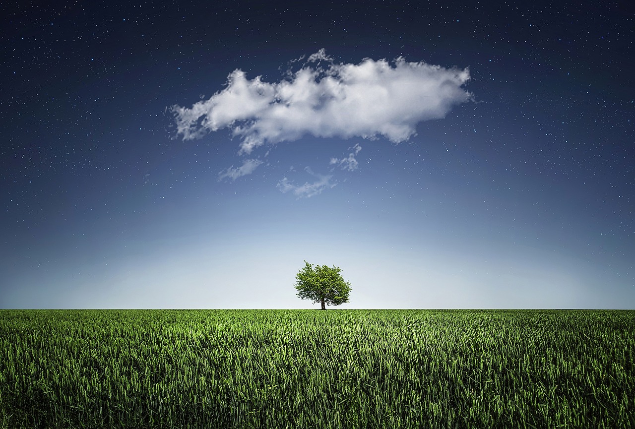 Image - tree natur nightsky cloud stars