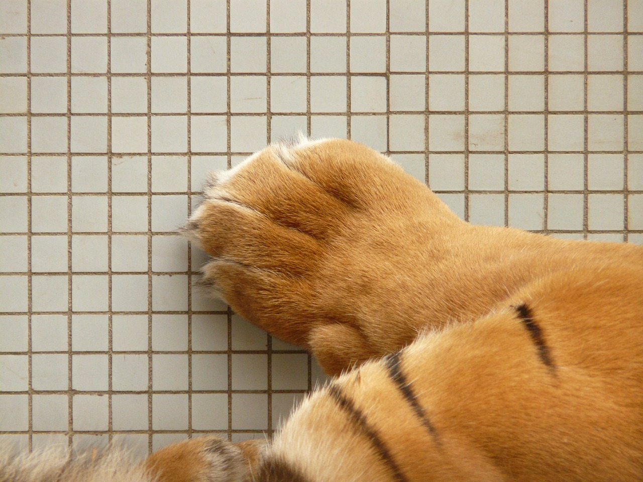 Image - tiger paw paw sumatran tiger tiger