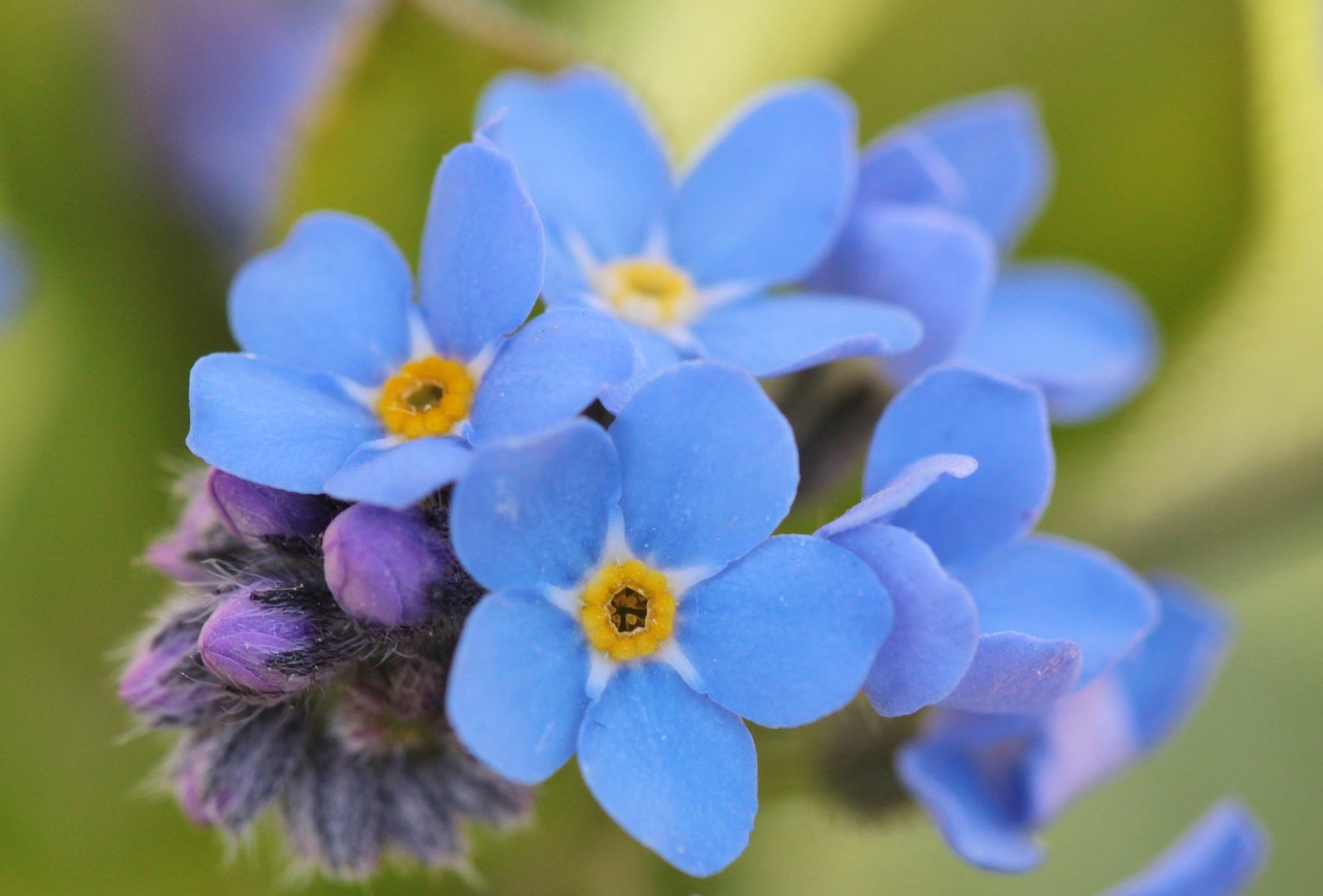 Image - forget me not flowers flower blue