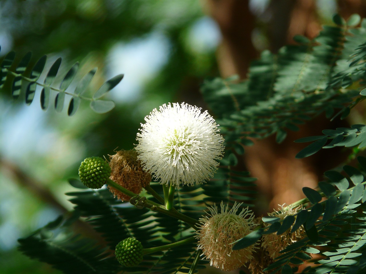 Image - acacia flowers blossom bloom white