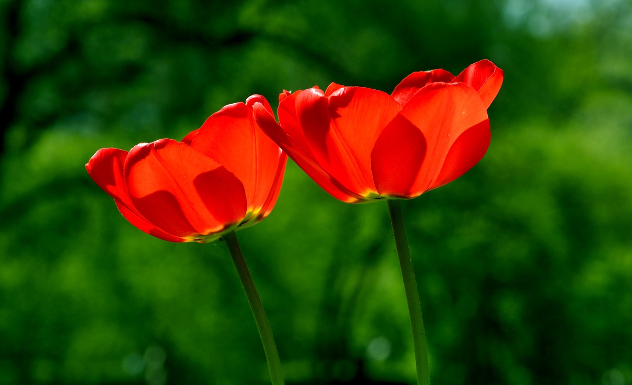 Image - spring tulip flower nature beauty