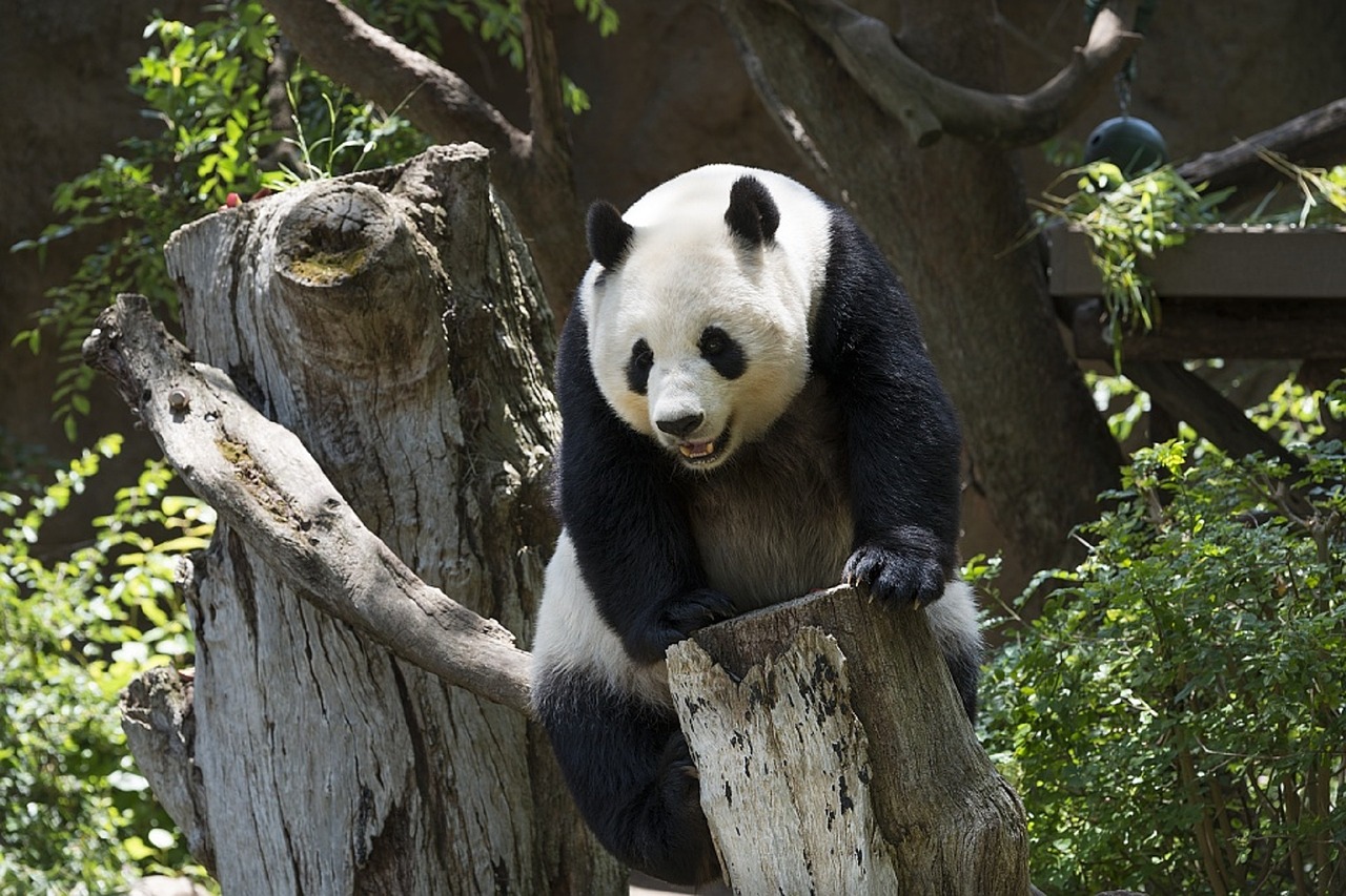 Image - panda bear wildlife zoo cute