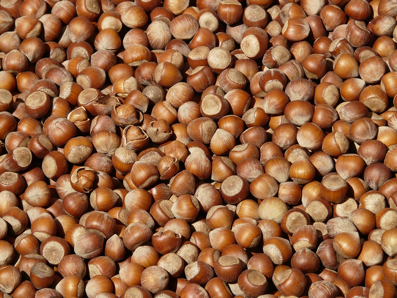 Image - hazelnuts brown nuts open shells