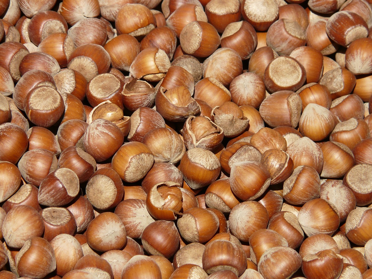 Image - hazelnuts brown nuts open shells