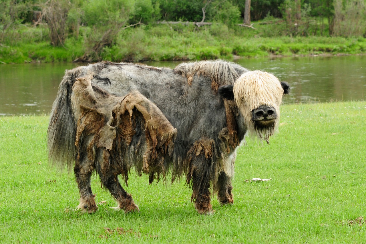 Image - mongolia yak wild animal