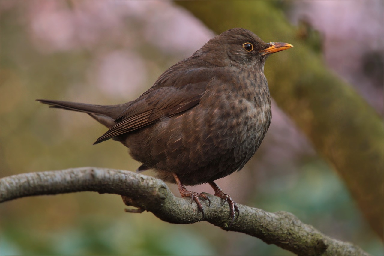 Image - bird throttle spring garden close