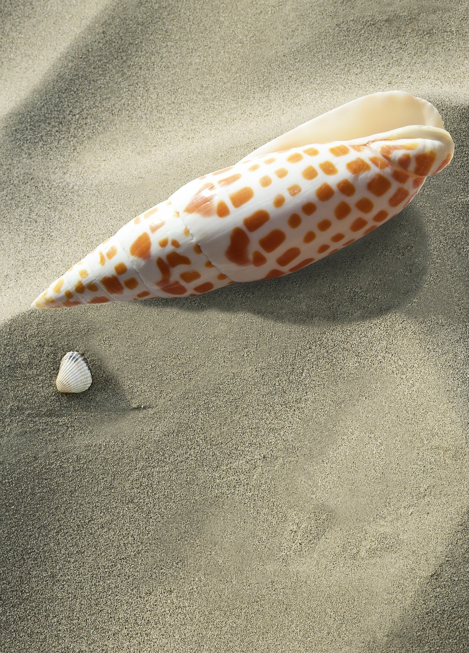 Image - sea snail snail shell sea holiday